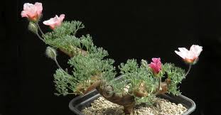 Image result for Monsonia senegalensis