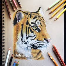 Realistic Tiger Colored Pencil Drawing Instagram Azar An Tiger Drawing Colored Pencil Drawing Pencil Drawings