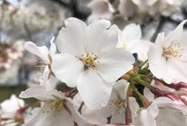 The Cherry Blossoms Have Reached Peak Bloom On The Third Earliest Date On Record Dcist A cherry blossom is the flower of any of several trees of genus prunus, particularly the japanese cherry. cherry blossoms have reached peak bloom