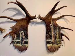Find & download free graphic resources for moose horns. Moose Antler Paintings Steve Kerr Artist