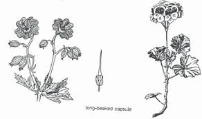 Image result for Geraniaceae