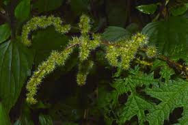 Image result for Girardinia diversifolia