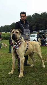 burzum ragnarok adli kullanicinin anadolu kopekleri kangal malakli kafkas akbas coban kopekleri panosundaki pin kangal kopegi kopek turleri kopek