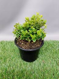 Image result for Carissa bispinosa