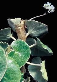 Image result for Begonia loranthoides