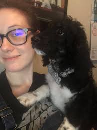 Labrador puppy is very chill and loving