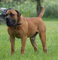 Great Lakes Boerboel Breeders Jordan Boerboel Bull Mastiff Dogs Mastiff Dogs