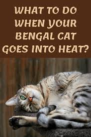 What To Do When Your Bengal Goes Into Heat Silver Bengal Cat Bengal Cat Cats