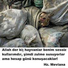 allah der ki hayvanlar benim sessiz kullarimdir simdi zulme susuyorlar ama hesap gunu konusacaklar hz mevlana hece fisleri allah hayvanlar