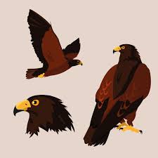 This scary hawk statue will get rid of those pesky birds! Imposing Hawks Birds With Different Poses 679255 Vector Art At Vecteezy