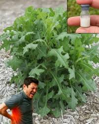 El poder de la savia de la lechuga silvestre 🌿✨ Descubre un antiguo  secreto natural: la lechuga silvestre (Lactuca virosa), también conocida  como “lechuga de opio”, contiene una savia blanca llamada lactucarium,