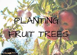 Why backyard fruit trees are not for everyone, m. Planting Fruit Trees Pacific Northwest Arborist