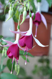 Nordseebrandung Plants Flowers Fuchsia