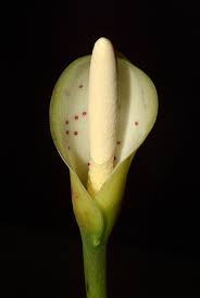 Image result for Cercestis congensis