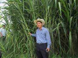 Toxicity • report of fatal nitrate poisonings in cattle fed solely on a diet of napier grass. A Super Grass From Super Napier Pakchong 1 India Facebook