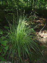 Image result for Carex johnstonii
