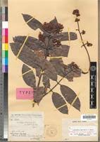 Image result for Landolphia landolphioides