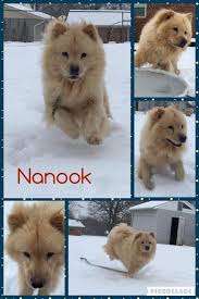 New 2021 pet food pantry hours. Adopt Nanook On Petfinder Pet Adoption Australian Cattle Dog Blue Heeler Pets