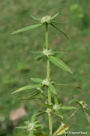 Image result for Spermacoce