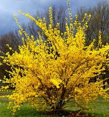 Forsythia Intermedia Plant Shrub Tree Cuttings Quantities Of 9 Etsy In 2020 Growing Shrubs Yellow Plants Yellow Flowering Bush