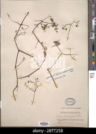 Image result for Cyphostemma adenocaule