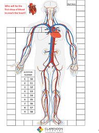 The Circulatory System Lesson Plan Clarendon Learning Worksheet Answers S The Circulatory Sys Polskidzien Educacion
