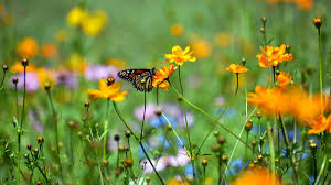 We did not find results for: Plant A Pollinator Garden To Support Butterflies Bees Birds Earth911