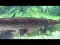 More images for how to draw an alligator gar » Pin On Alligator Gar
