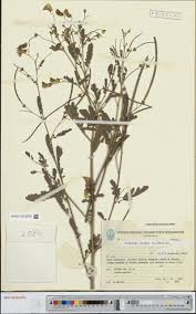 Image result for Phragmanthera eminii