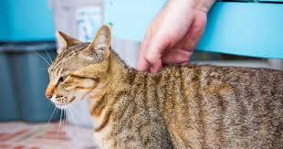 I'd wager their numbers have swelled with this psyop onslaught we're currently witnessing. Mon Chat A Une Boule Sur Le Dos Pourquoi Et Que Faire Soigner Son Chat Wamiz