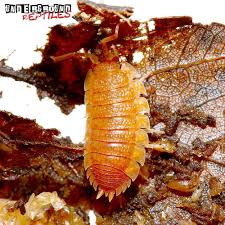 Porcellio Scaber Spanish Orange Isopod Underground Reptiles In 2020 Underground Reptiles Reptiles Emerald Tree Boa