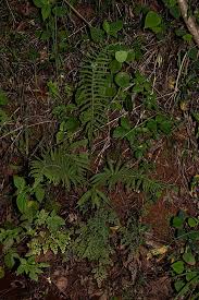 Image result for Christella gueinziana