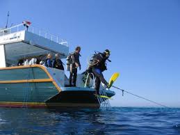 Speaking arabic, dutch, english, french and german, the friendly and experienced orca instructors will surely make your diving experience in el gouna a memorable one that will keep you coming. Orca Dive Club Turtle S Inn El Gouna Abu Tig Marina Foto 65197 Auf Taucher Net