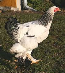 Jun 04, 2020 · the brahma is a very imposing bird standing around 30 inches high. Brahma Chicken Wikipedia