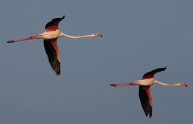 joao teixeira adli kullanicinin birb bird panosundaki pin hayvanlar kus fotograf