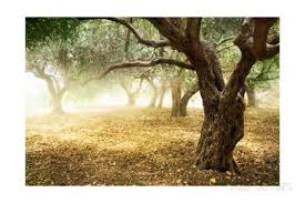 Olive Trees Prints Subbotina Anna Allposters Com In 2020 Olive Tree Landscape Trees Trees To Plant