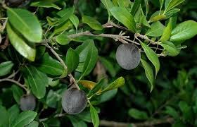 Image result for Pouteria altissima