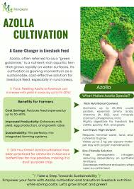 Image result for Azolla