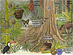 Premium Vector | Diagram Showing Food Web In The Rainforest