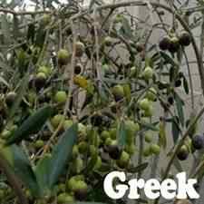 Buy Kalamata Olive Tree From Ty Ty Nursery