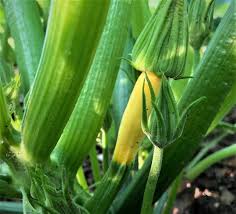 Add zucchini and yellow squash discs and toss to coat. Tips For A Successful Zucchini Squash And Cucumber Harvest Growing Franklin