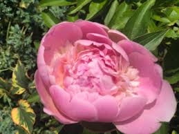 Im jahr 1970 wurde der erste baumarkt in die kombination de angebote mit der umfassenden betreuung beim kauf und darüber hinaus, macht die. Pfingstrosen Kaufen In Stubenberg News Hunt