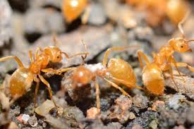 Facebook is showing information to help you better understand the purpose of a page. Carpenter Ant Pest Control Plunkett S Pest Control
