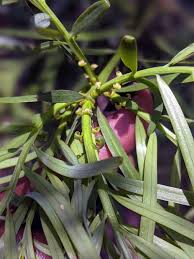 Image result for Afrocarpus usambarensis