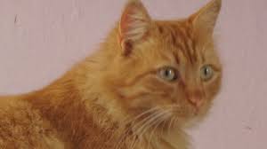 Sarman Kedi Kedi Hayvanlar Hayvan