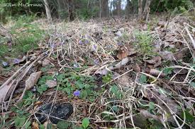 Image result for Erythrocephalum albiflorum