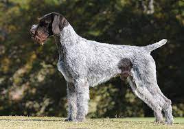 German wirehaired pointer since 1978. German Wirehaired Pointer Breeds