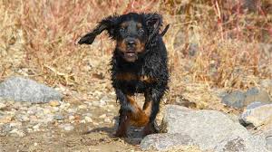 Image result for skotský setr gordonsetr