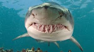 On average they are about 10 feet (3 m) long. Sand Tiger Shark