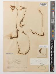 Image result for Cheirostylis lepida